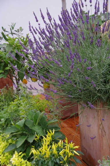 Lavender 'Phenomenal' from Peace Tree Farm and Cultivaris