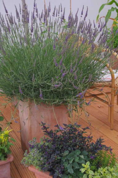 Lavender 'Phenomenal' from Peace Tree Farm and Cultivaris