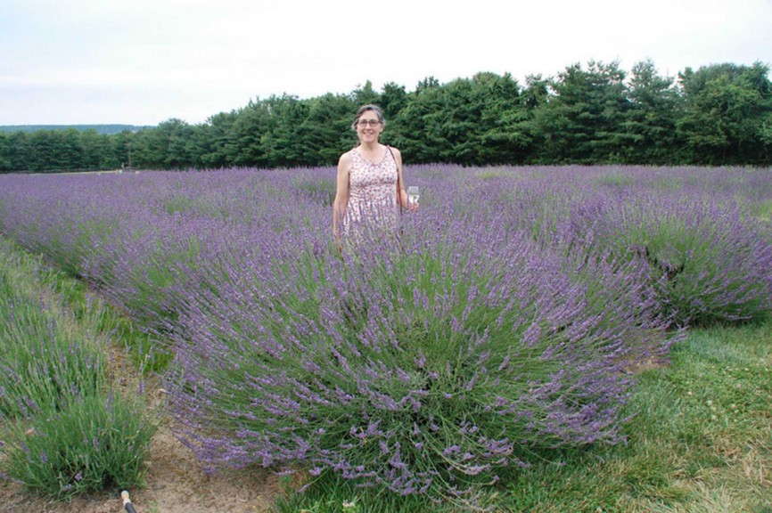 Lavender 'Phenomenal' from Peace Tree Farm and Cultivaris