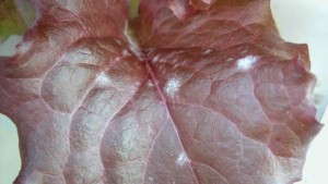 Controlling Foliar Diseases With Microbial Fungicides