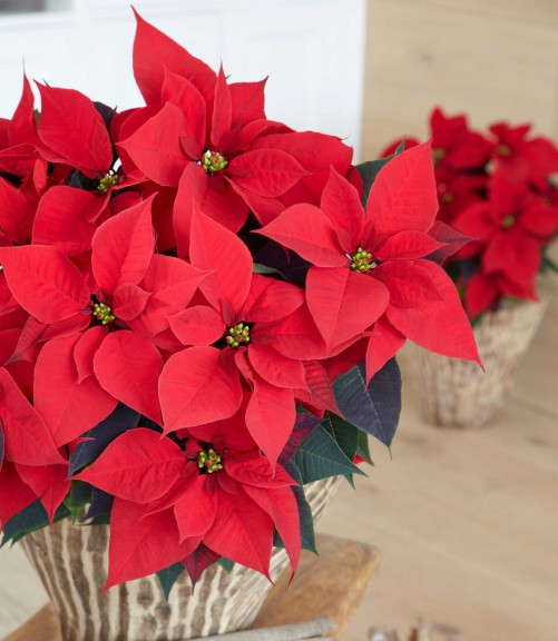 'Charon Red' (Beekenkamp)