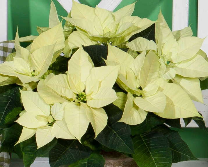 'Christmas Beauty North Pole' (Selecta Poinsettia)
