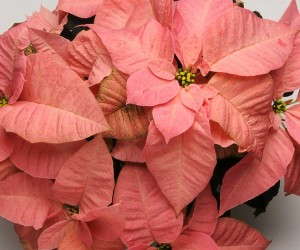 'Christmas Ribbons' (Selecta Poinsettia)