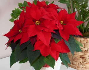'Christmas Wish' (Selecta Poinsettia)