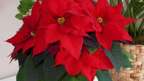 2013 Poinsettia Cultivar Evaluation From The Ohio State University And AmericanHort