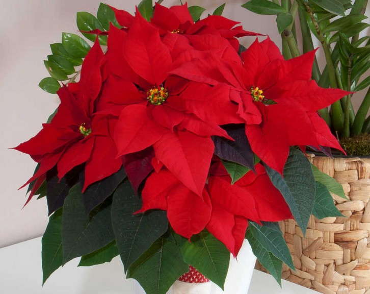 'Christmas Wish' (Selecta Poinsettia)
