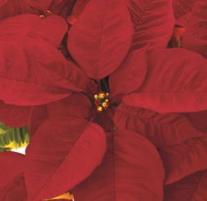 'Saturnus Eclipse' (Beekenkamp)