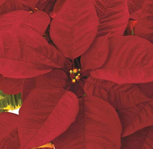 'Saturnus Eclipse' (Beekenkamp)