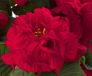 'Harlequin Red' (Beekenkamp)