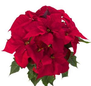 'Solar Red' (Beekenkamp)