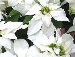 Princettia Euphorbias (Suntory Flowers)