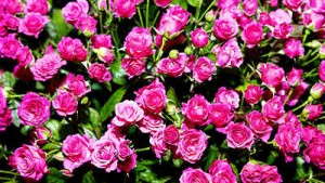 Maersk Container Industry And Primaira To Enter Fresh Cut Flower And Produce Transport Business
