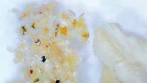 D.S. Cole Shares Its Experience Using Predatory Mites