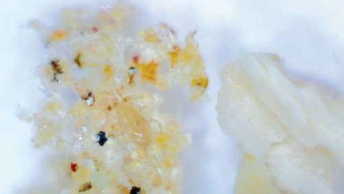 D.S. Cole Shares Its Experience Using Predatory Mites