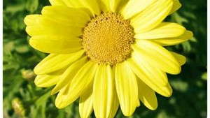 Shinoda Foundation Contributes Nearly $15,000 In Scholarships And Grants