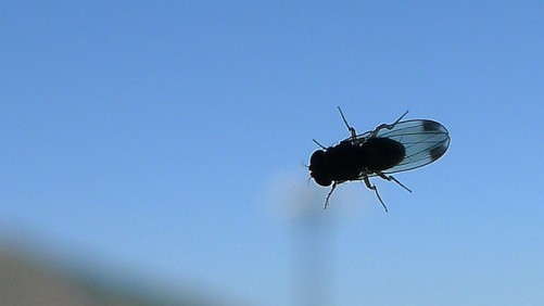 Pest Control Strategies Evolve With Genome Sequencing