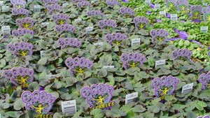 Stepables Now Available From Three More Young Plant Growers