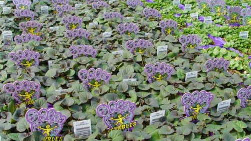 Stepables Now Available From Three More Young Plant Growers