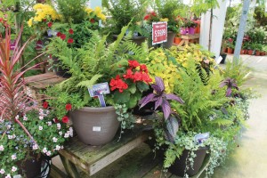 Containers: The New American Garden