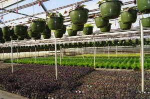 Diversified Crop Mix