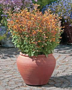 Agastache ‘Arizona’ (American Takii)