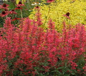 Agastache ‘Kudos Coral’ (Terra Nova)