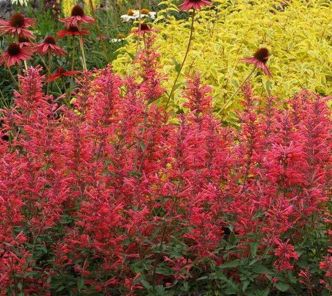 Agastache ‘Kudos Coral’ (Terra Nova)