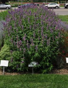 Agastache ‘Blue Boa’  (Terra Nova Nurseries)