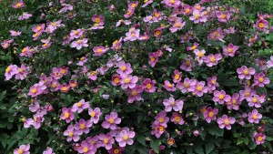 Colorado State University Announces Top 10 Performing Perennials From 2013 Trials