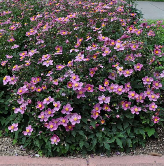 Anemone hupehensis ‘Pretty Lady Diana’ (Blooms of Bressingham)