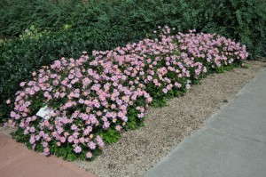 Anemone hupehensis ‘Pretty Lady Emily' (Blooms of Bressingham)