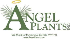 Angel Plants To Partner With HGTV HOME Plant Collection In Spring 2014
