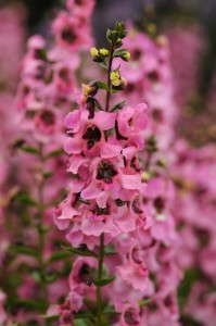 Angelonia ‘Serenita Pink’