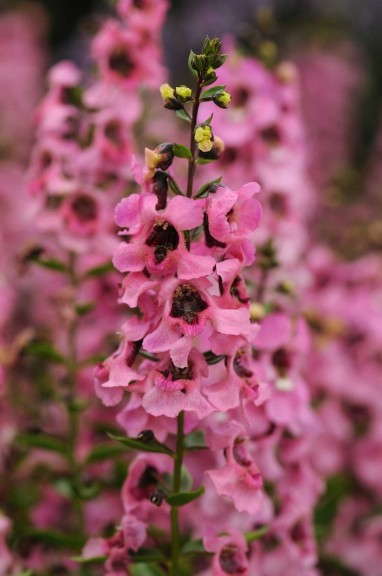 Angelonia ‘Serenita Pink’
