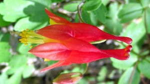 Tips For Producing Aquilegia