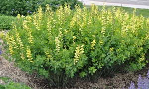 Baptisia ‘Decadence Lemon Meringue’ (Walters Gardens/Proven Winners)
