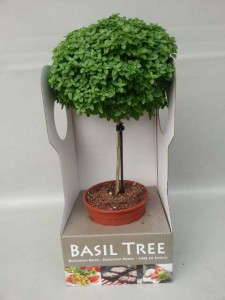 Basil Tree