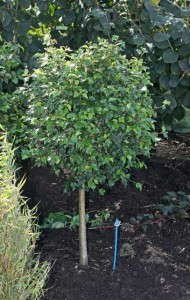 Betula 'Magical Globe'
