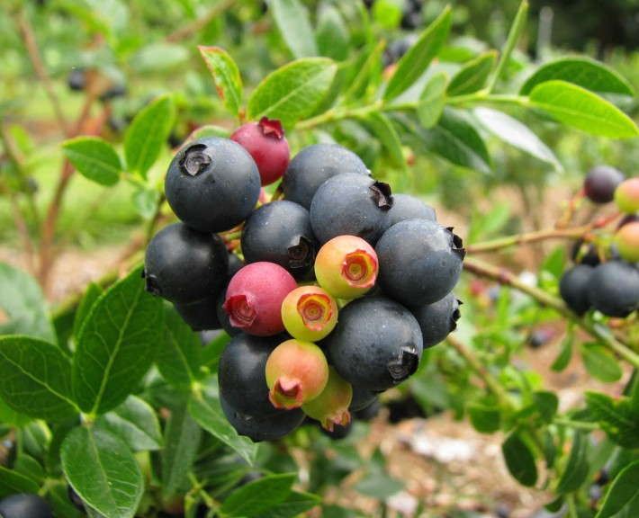 Blueberry Glaze (Fall Creek Farm & Nursery)