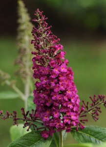 Buddleia ‘CranRazz’ (Ball Ornamentals)