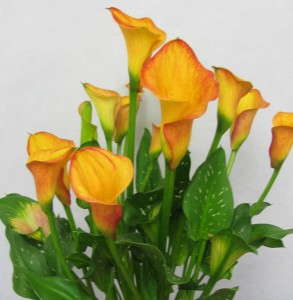 Calla Lily ‘Orange Star’ (Flamingo Holland)