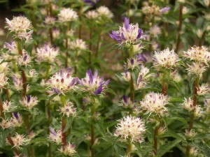 Campanula glomerata ‘Genti Twisterbell’ (Florexpo)