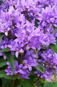 Campanula glomerata ‘Genti Blue’  (Green Leaf Plants)