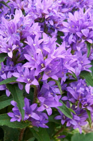Campanula glomerata ‘Genti Blue’  (Green Leaf Plants)