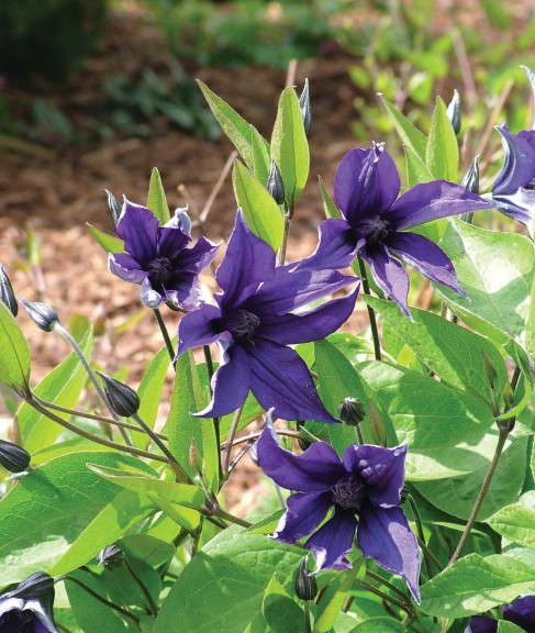 Clematis ‘Sapphire Indigo’  (Donahues Clematis Specialists)