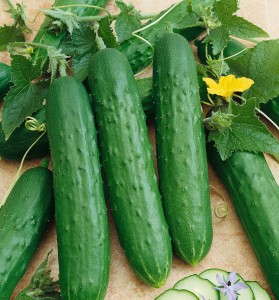 Cucumber 'Saladmore'