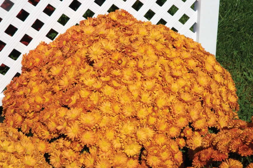 Dendranthema ‘Pumpkin Igloo’ (Blooms of Bressingham)