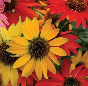 Echinacea 'Cheyenne Spirit' (Kieft Seed)
