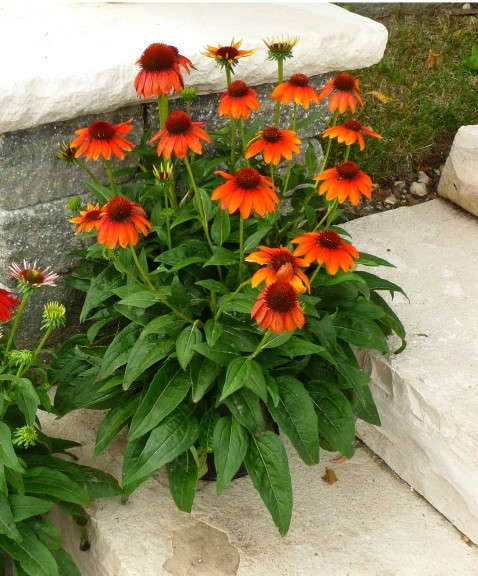 Echinacea 'Sombrero Flamenco Orange' from Darwin Perennials