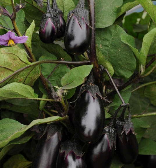 Eggplant 'Patio Baby'